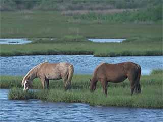 صور Assateague Island National Seashore متنزه وطني